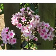 Image result for Phlox paniculata Famous Light Pink