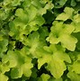 Image result for Heuchera Citronelle (r)