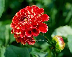 Image result for Dahlia New Baby