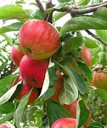 Image result for Residential Gala Apple Tree