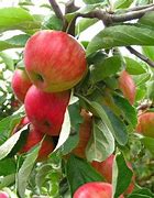 Image result for Gala Apple Tree Sapling