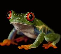 Image result for Frog Background