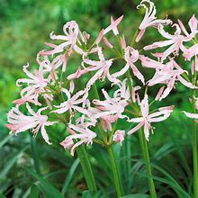 Image result for Nerine bowdenii Vesta