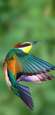 Beautiful European-bee-eater in flight - About Wild Animals