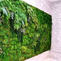 Image result for Side View Moss Wall