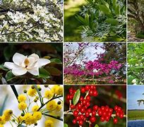 Image result for Native Florida Tree Identification