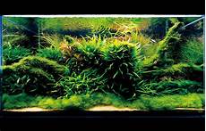 ada aquascape seahorse aquariums now suppling ada in ireland ada aquascape seahorse aquariums now suppling ada in ireland