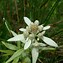 Image result for Leontopodium longifolia