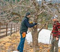 Image result for Pruning Fruit Trees