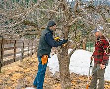 Image result for Pruning Apple Trees