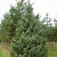 Image result for Picea omorika