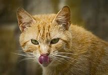 Image result for Give Me a Picture of a Hungry Cat