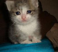 Image result for Sad Crying Cat Meme