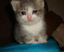 Image result for Crying Cat Syndrome Meme
