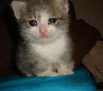 Image result for Cute Cat Crying Meme