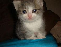 Image result for Baby Cat Crying Meme