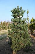 Image result for Pinus parviflora Ryu-ju