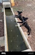 Image result for Water Trough for Puppies