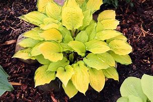 Image result for Hosta Paradise Island