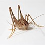 Image result for Green Cricket Insect