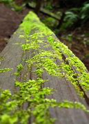 Image result for Planting Moss