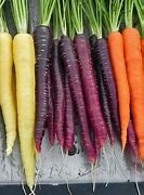 Image result for Heirloom Carrots
