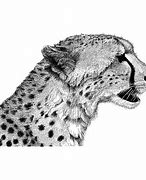 Image result for Cheetah Art Drawing