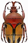 Image result for Eulidia Trochilidae