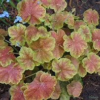 Image result for Heuchera Miracle ®