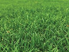 Image result for Grass TIF Picture