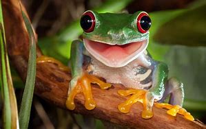 Image result for Baby Frog Smiling