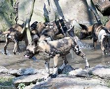 Image result for African Wild Dogs Pittsburgh Zoo