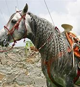 Image result for Gruillo Azteca Horse