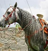 Image result for Azteca Horse Animal