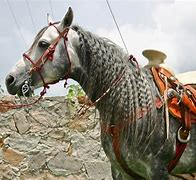 Image result for Sabino Azteca Horse
