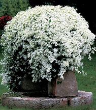 Image result for Clematis paniculata
