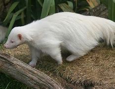 Image result for albink