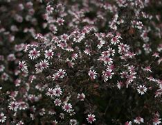 Image result for Aster lateriflorus Prince
