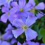 Image result for White Clematis with Purple Centers Varieties