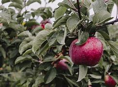 Image result for Winesap Apple Tree in the Fall Pictures