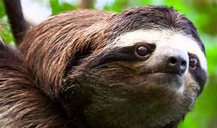 Image result for Sloth Attack
