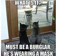 Image result for Funny Memes About Cats