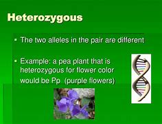 Image result for Heterozygous Pea Plants