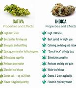 Image result for Pictures of Sativa and Indica Plants