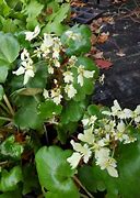 Image result for Saxifraga cortusifolia Gelbes Monster