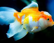 Image result for Pics of Fishes