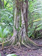 Image result for Manzanillo Tree