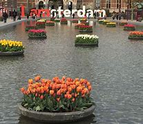 Image result for 2018 Amsterdam Tulip Festival
