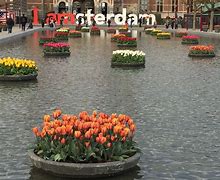 Image result for Amsterdam Netherlands Tulip Season