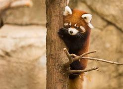 Image result for Panda Zoo Habitat